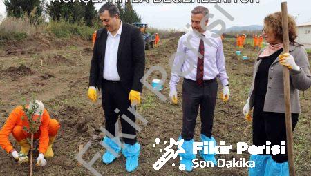 Dalaman Açık Cezaevi Toprakları Sakız Ağaçlarıyla Değerleniyor