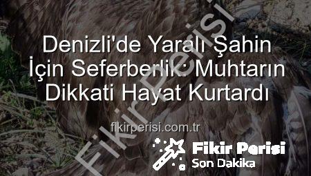 Denizli’de Yaralı Şahin İçin Seferberlik: Muhtarın Dikkati Hayat Kurtardı