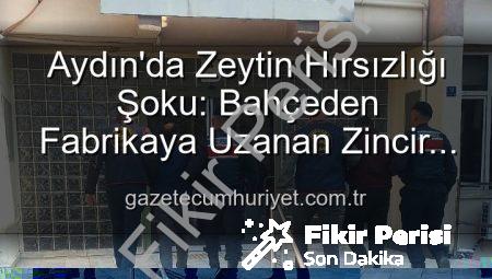 Aydın’da Şok Eden Zeytin Hırsızlığı: Bahçeden Fabrikaya Uzanan Zincir Çözüldü!
