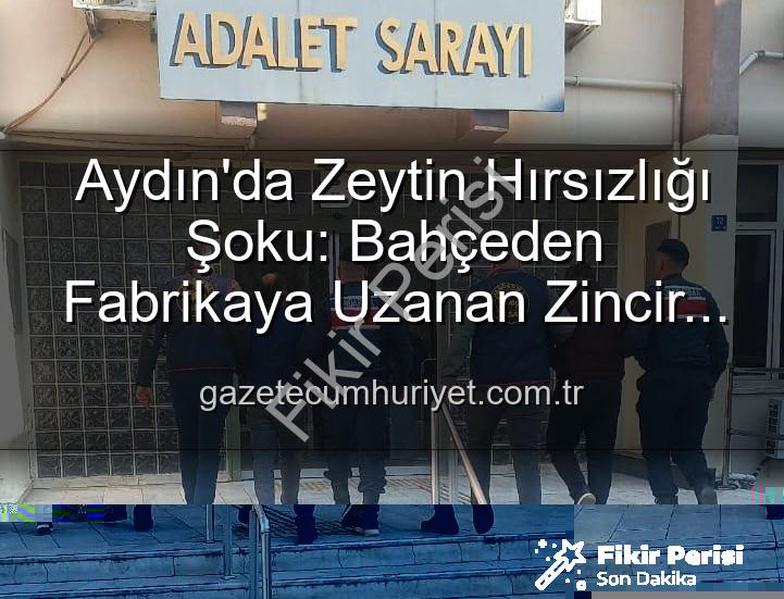 zeytin hırsızlığı - Aydın'da Şok Eden Zeytin Hırsızlığı: Bahçeden Fabrikaya Uzanan Zincir Çözüldü!
