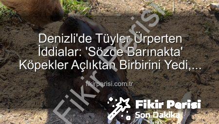 Denizli’de Tüyler Ürperten İddialar: ‘Sözde Barınakta’ Köpekler Açlıktan Birbirini Yedi, Bağışlar İstismar Edildi