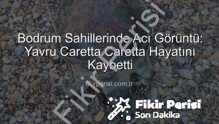 Bodrum Sahillerinde Acı Görüntü: Yavru Caretta Caretta Hayatını Kaybetti