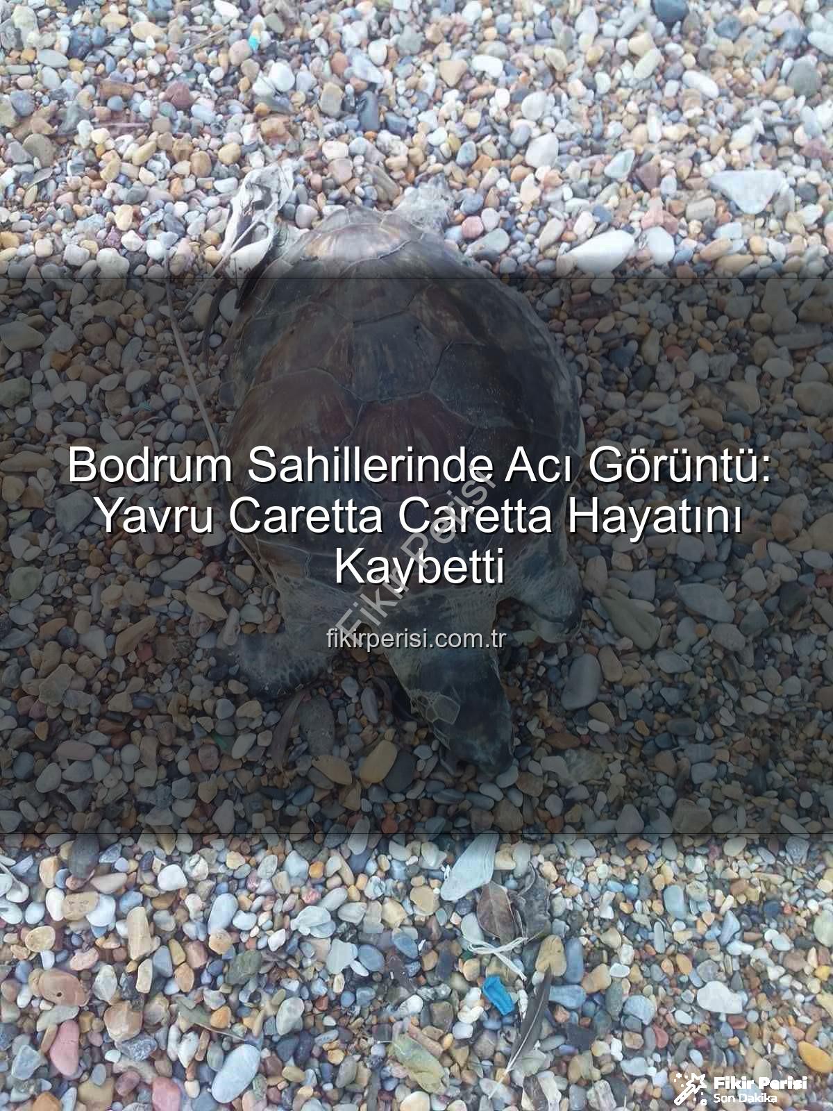caretta caretta - Bodrum Sahillerinde Acı Görüntü: Yavru Caretta Caretta Hayatını Kaybetti