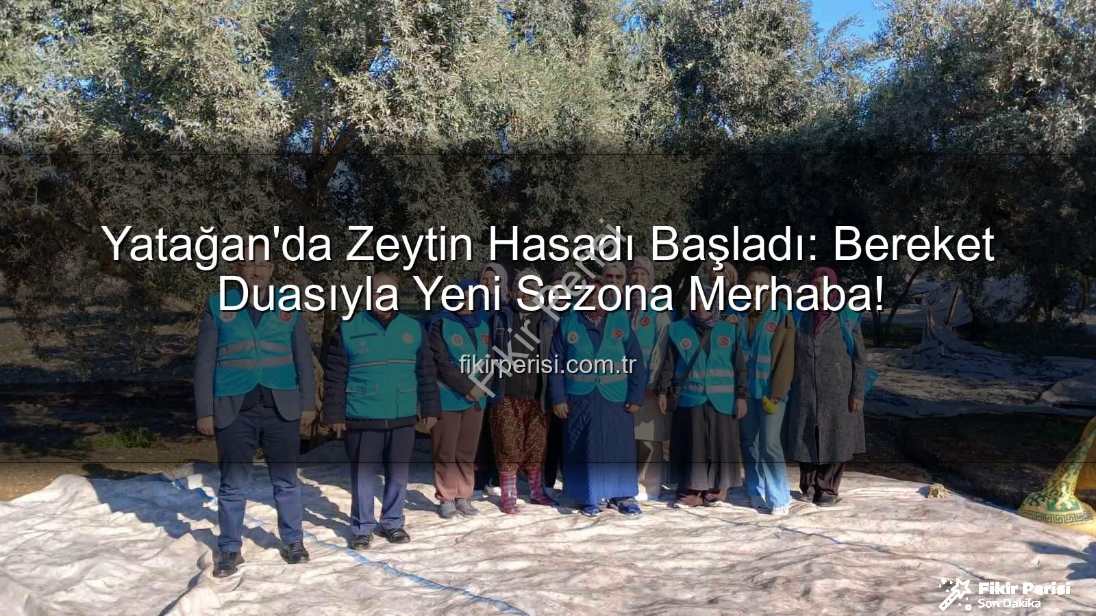 Yatağan zeytin hasadı - Yatağan'da Zeytin Hasadı Başladı: Bereket Duasıyla Yeni Sezona Merhaba!