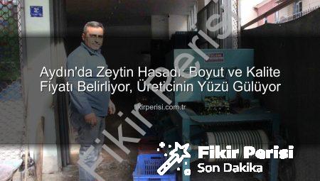 Aydın’da Zeytin Hasadı: Boyut ve Kalite Fiyatı Belirliyor, Üreticinin Yüzü Gülüyor