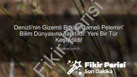 Denizli’nin Gizemli Bitkisi ‘Çameli Pelemiri’ Bilim Dünyasına Tanıtıldı: Yeni Bir Tür Keşfedildi!