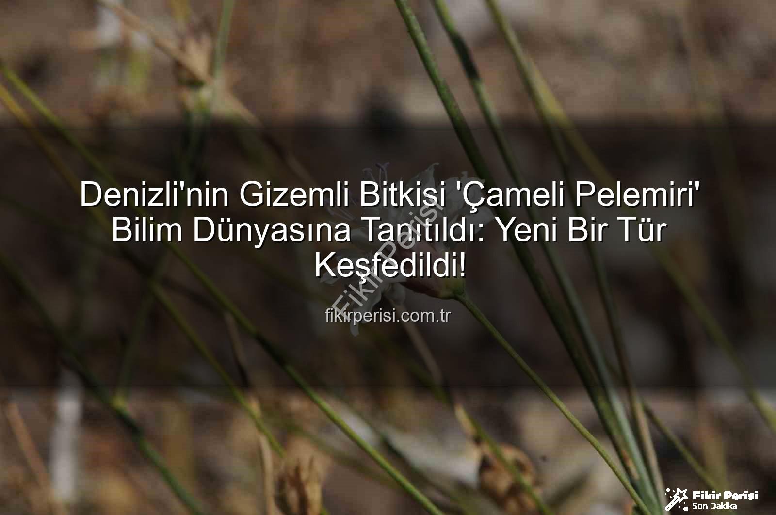 Çameli pelemiri - Denizli'nin Gizemli Bitkisi 'Çameli Pelemiri' Bilim Dünyasına Tanıtıldı: Yeni Bir Tür Keşfedildi!