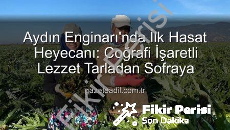 Aydın Enginarı’nda Bereketli Sezon Başladı: İlk Hasat Coğrafi İşaretli Ürüne Vuruldu