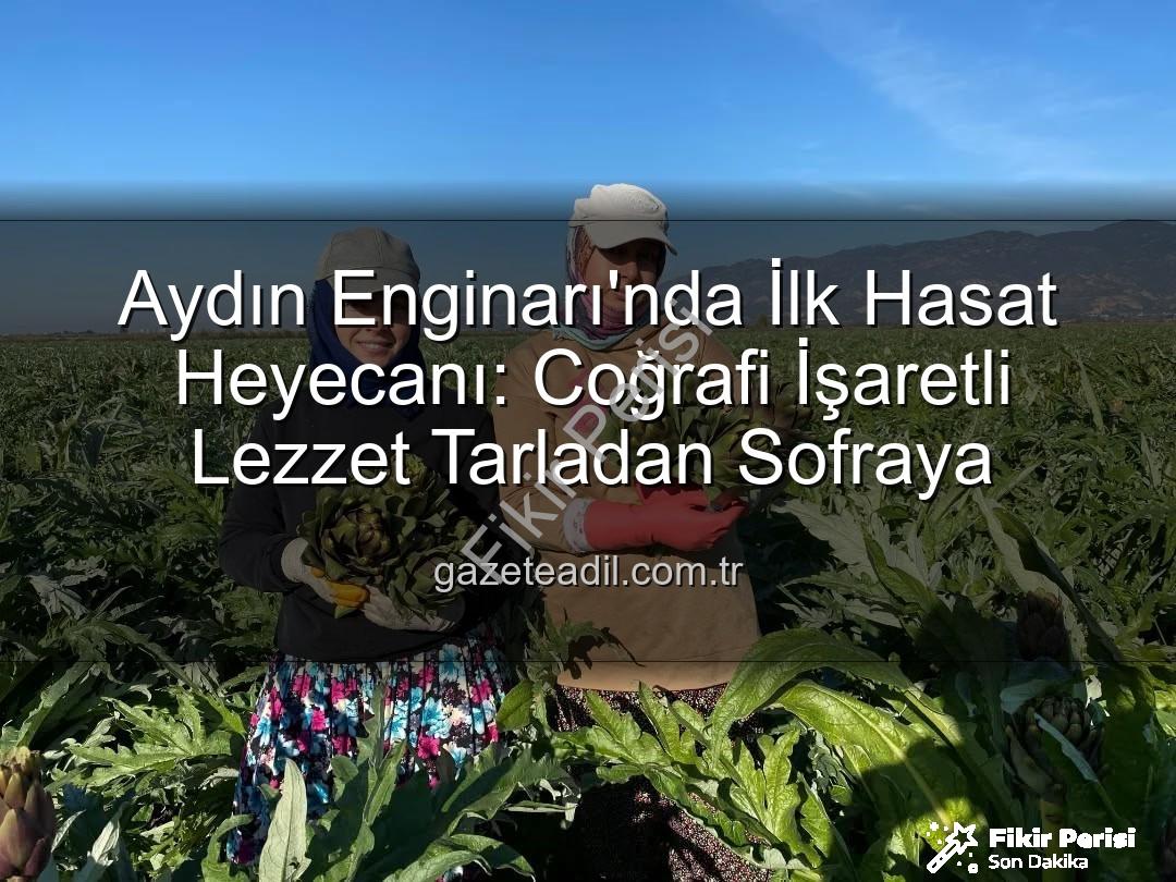 Aydın Enginarı - Aydın Enginarı'nda Bereketli Sezon Başladı: İlk Hasat Coğrafi İşaretli Ürüne Vuruldu