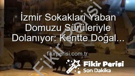 İzmir Sokakları Yaban Domuzu Sürüleriyle Dolanıyor: Kentte Doğal Yaşam Paniği!