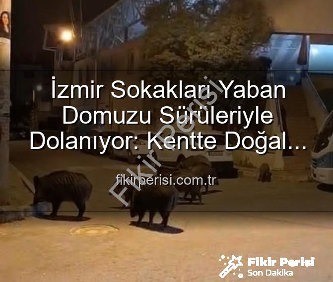yaban domuzu sürüleri - İzmir Sokakları Yaban Domuzu Sürüleriyle Dolanıyor: Kentte Doğal Yaşam Paniği!